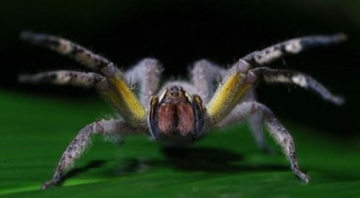 spider.JPG